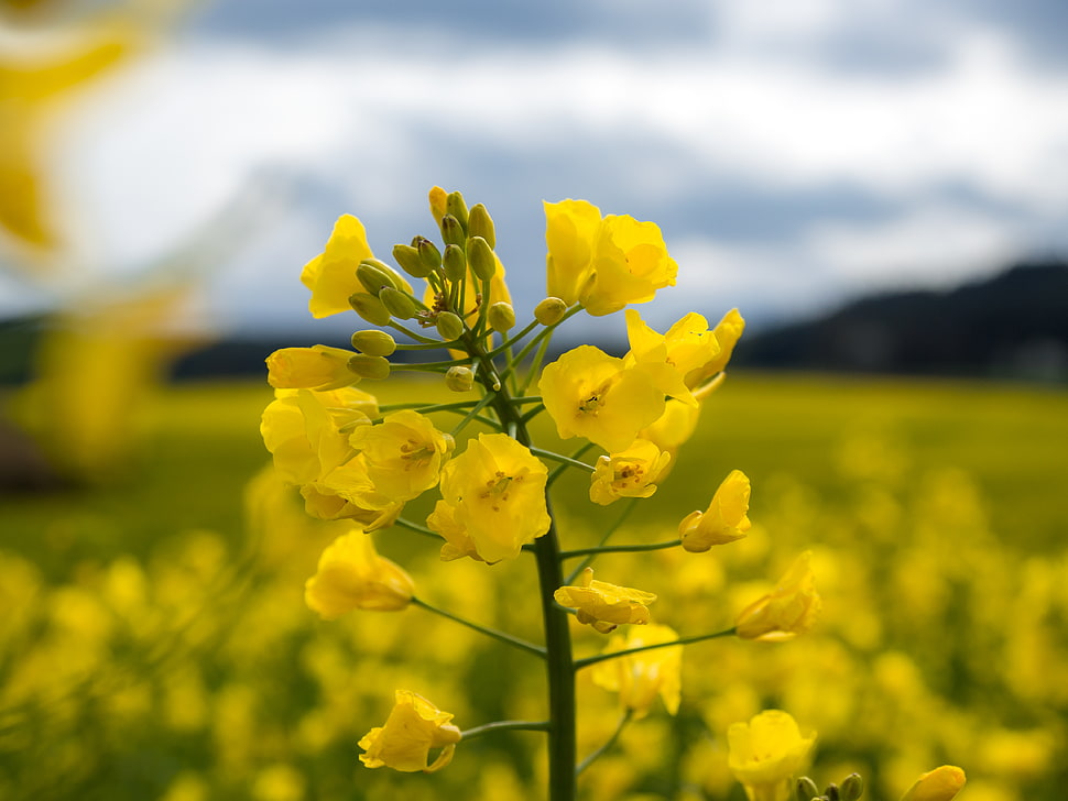 yellow rapeseed flower in closeup photo HD wallpaper