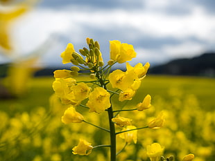 yellow rapeseed flower in closeup photo