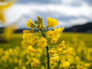 yellow rapeseed flower in closeup photo HD wallpaper