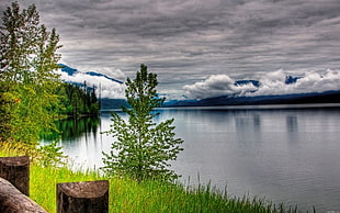 green leaf tree and body of water, nature, lake, clouds, trees