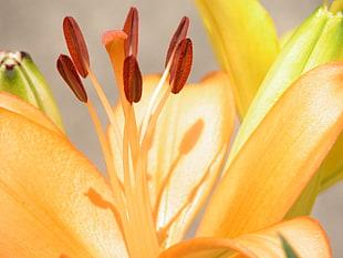 macro shot of yellow Lily flower HD wallpaper
