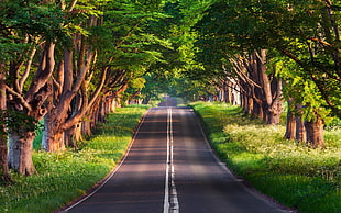 road across green trees, nature, photography