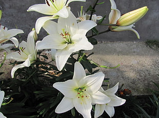 photo of white flowers