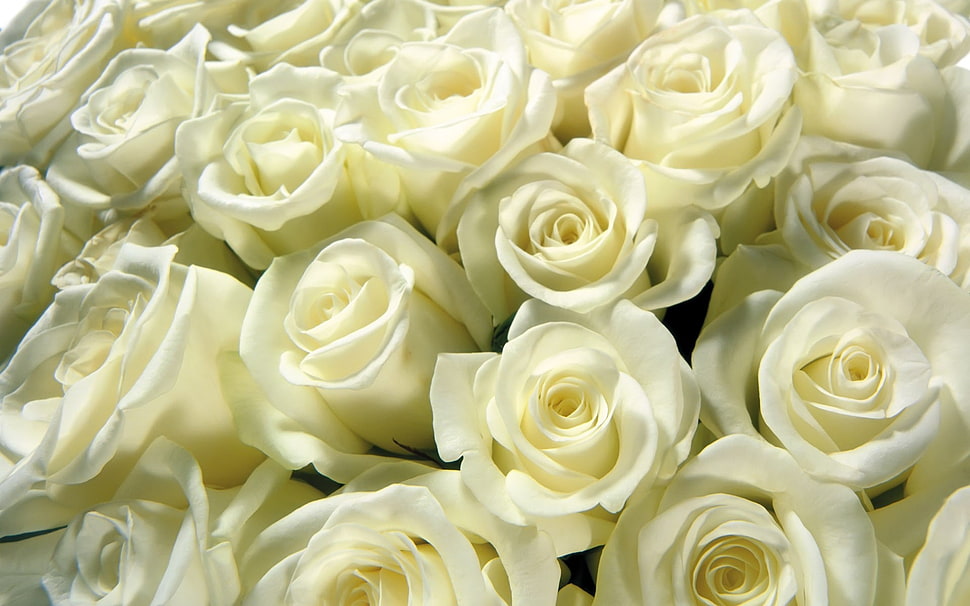 assorted white Roses HD wallpaper