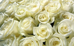 assorted white Roses