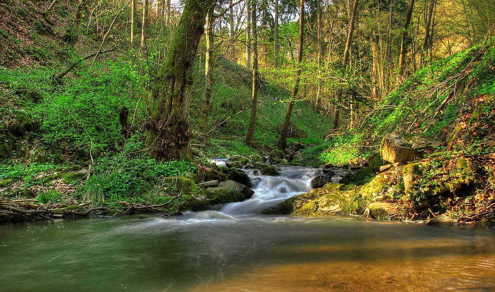 waterfalls near forest HD wallpaper