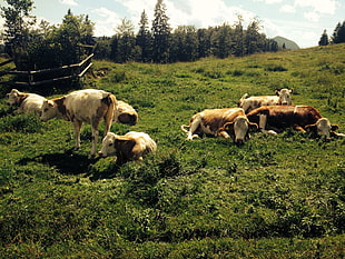 herd of cow