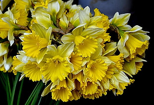 photography of yellow flowers bouquet