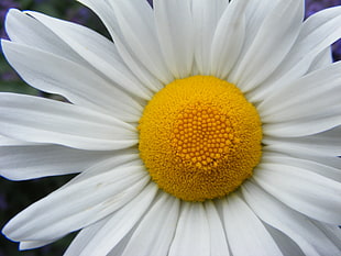macro photography of white petal flower HD wallpaper
