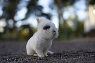 closeup photo of white rabbit, bunny