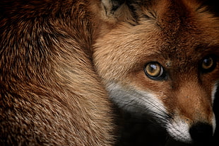 animal photography of a brown fox
