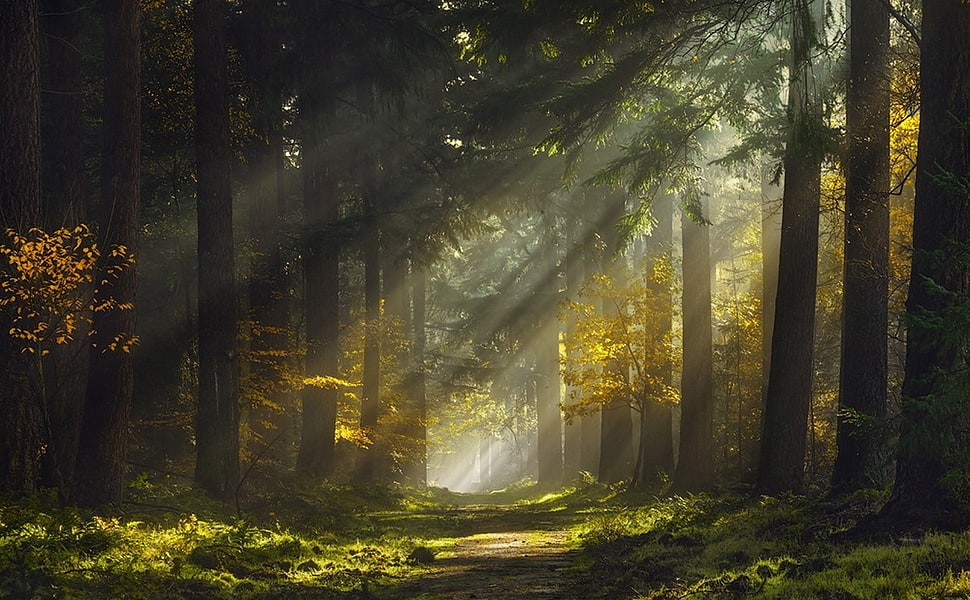 trees, mist, forest, sunlight, trees HD wallpaper