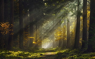 trees, mist, forest, sunlight, trees