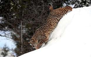 leopard on snow HD wallpaper