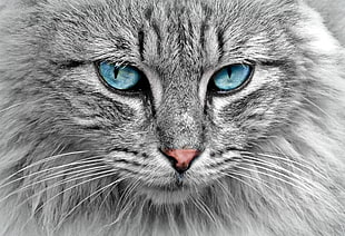 photography of gray persian cat