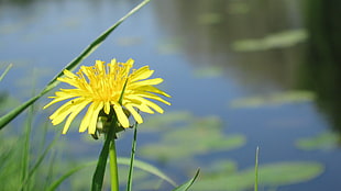 yellow Dandelion beside large body of water at daytime