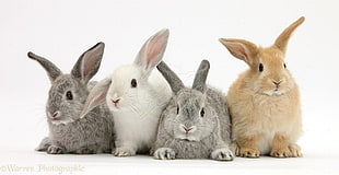 two gray, one white and one orange rabbit
