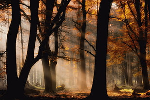 forest, mist, sun rays, forest, fall HD wallpaper