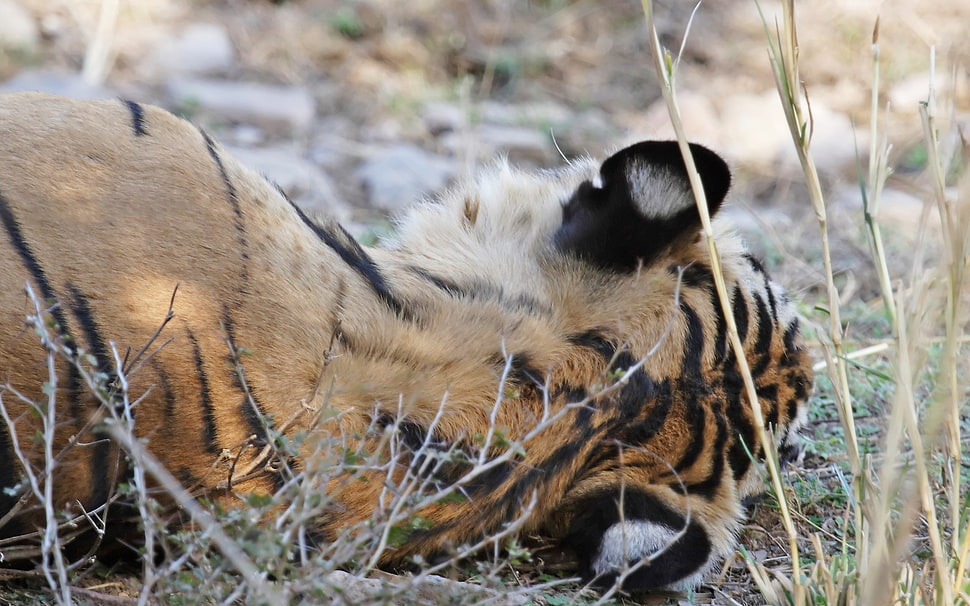 lying tiger HD wallpaper