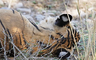 lying tiger