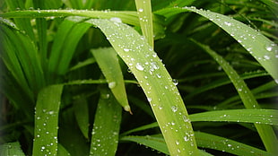 green leaves with dew on top