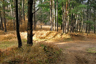 dried grass under trees at daytime