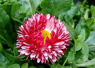 pink Daisy flower in closeup photo HD wallpaper
