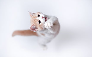 short-fur white and orange cat, animals, cat