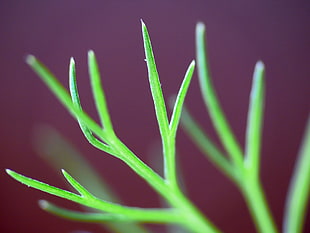 selective-focus photography of green plant, fennel