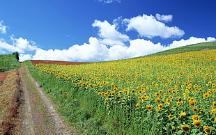 Sunflower field under white clouds