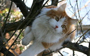 white and orange cat on top of brown tree