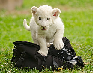 Albino Tiger cub on black bag