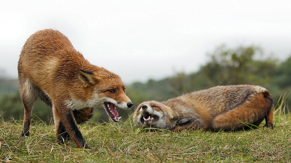 two brown fox on farm HD wallpaper