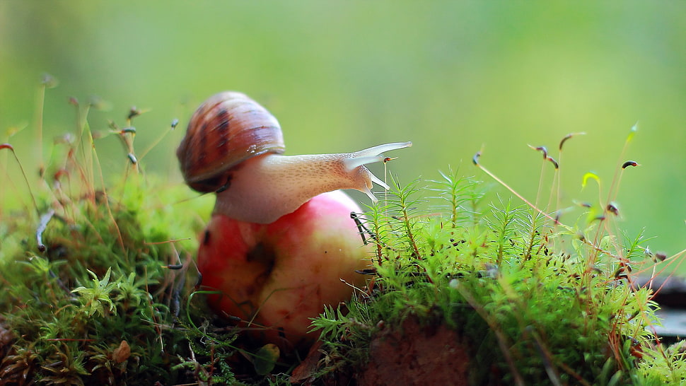 brown snail, macro, fruit, moss, snail HD wallpaper