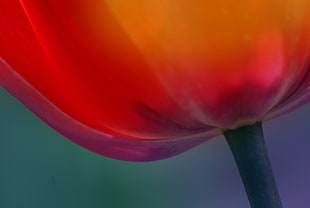 red fruit illustration, tulip HD wallpaper
