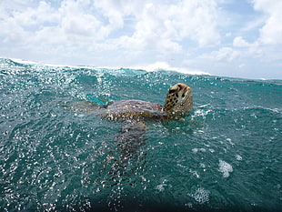 sea turtle in water HD wallpaper