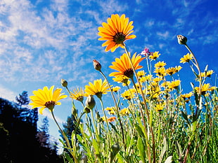 low angle photography of yellow multi-petaled flowers under blue skies and white clouds
