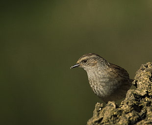 shallow focus photography of brown passerine bird, dunnock