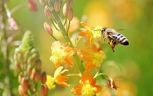 Honey Bee hovering on yellow petaled flower HD wallpaper