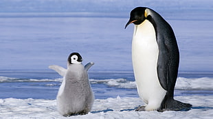 two white-and-black penguins, penguins, birds, baby animals, ice
