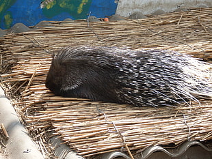 black and white porcupine laying on brown wooden bundles