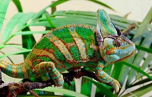 Chameleon,  Reptile,  Color HD wallpaper