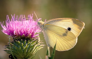 Cabbage White butterfly perching on pink flower in close-up photo