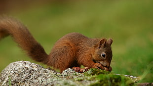 brown squirrel eating nut HD wallpaper