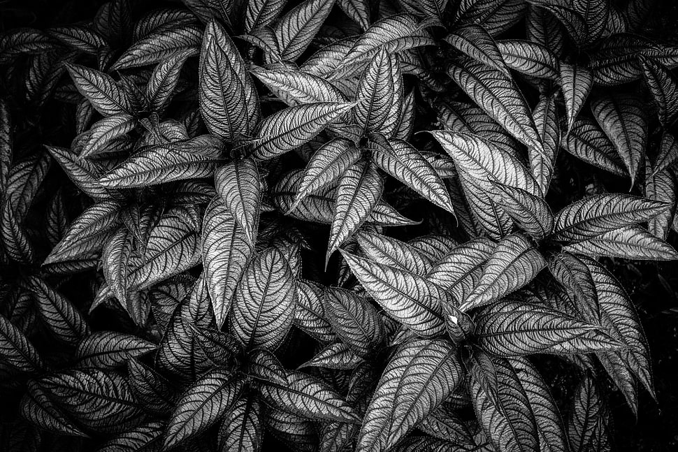 black leaf plant HD wallpaper