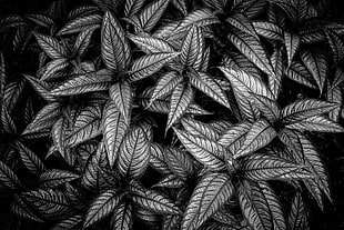 black leaf plant HD wallpaper