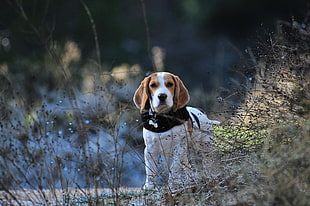 adult tan and white beagle standing on grass