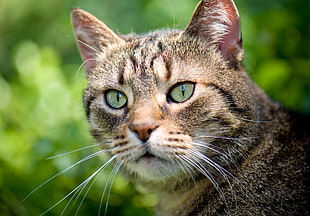 shallow focus photography of brown tabby cat