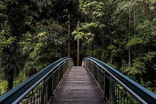 black and blue metal bridge near trees