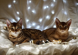 two brown tabby cats surround by string lights